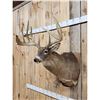 Image 2 : Giant Whitetail Shoulder Mount Taxidermy
