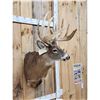 Image 3 : Giant Whitetail Shoulder Mount Taxidermy