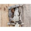 Image 2 : Prairie Dog In A Den Taxidermy