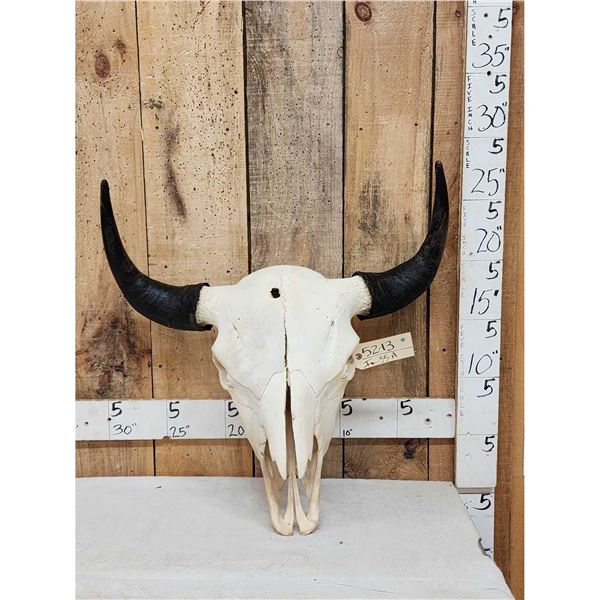 American Bison Buffalo Skull Taxidermy