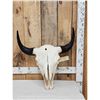 Image 1 : American Bison Buffalo Skull Taxidermy