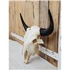 Image 2 : American Bison Buffalo Skull Taxidermy