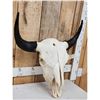Image 3 : American Bison Buffalo Skull Taxidermy