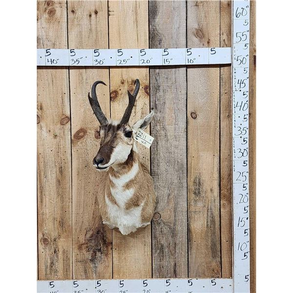 Pronghorn Antelope Shoulder Mount Taxidermy