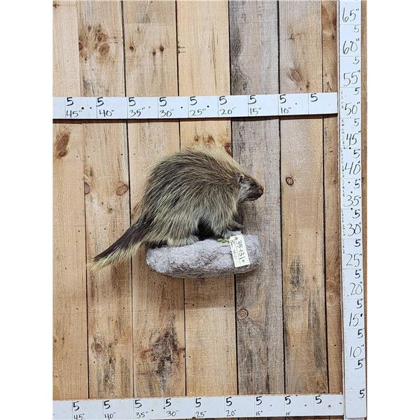 Porcupine Full Body Taxidermy Mount