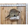 Image 2 : Porcupine Full Body Taxidermy Mount