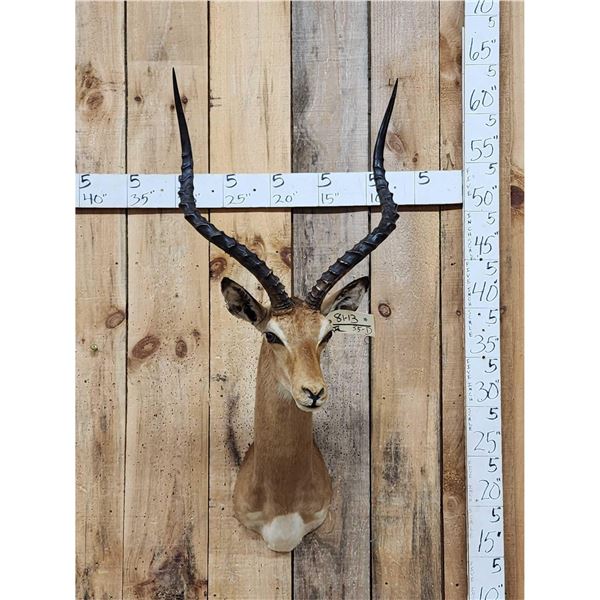 African Impala Shoulder Mount Taxidermy