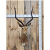 Image 1 : African Impala Shoulder Mount Taxidermy