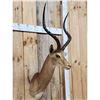 Image 2 : African Impala Shoulder Mount Taxidermy