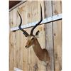 Image 3 : African Impala Shoulder Mount Taxidermy