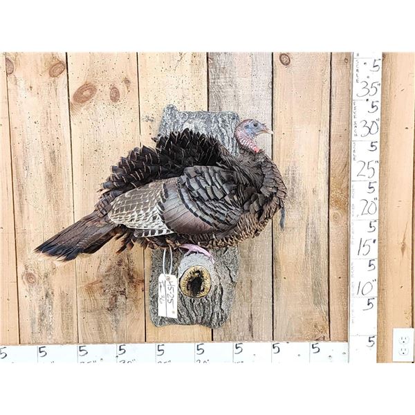 Tom Turkey Full Body Bird Taxidermy