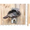 Image 1 : Tom Turkey Full Body Bird Taxidermy