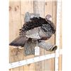 Image 4 : Tom Turkey Full Body Bird Taxidermy