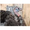 Image 5 : Tom Turkey Full Body Bird Taxidermy