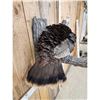 Image 7 : Tom Turkey Full Body Bird Taxidermy