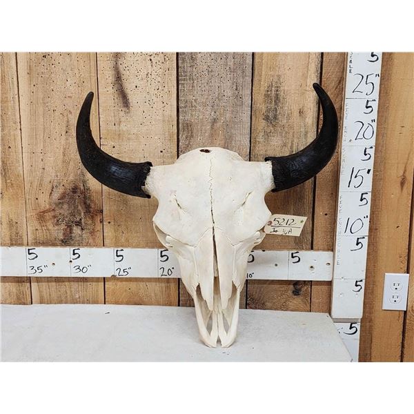 American Bison Buffalo Skull Taxidermy