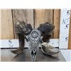 Image 1 : Spectacular Hand Carved Ram Sheep Skull Taxidermy