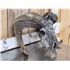 Image 5 : Spectacular Hand Carved Ram Sheep Skull Taxidermy