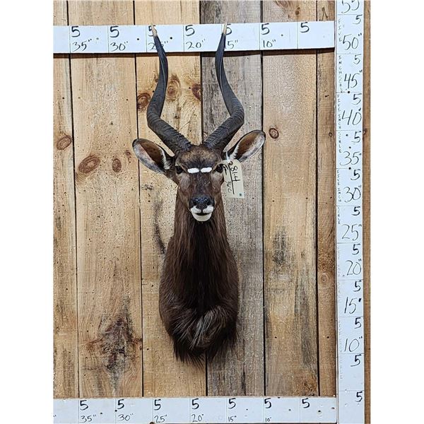 African Nyala Shoulder Mount Taxidermy