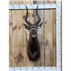 Image 1 : African Nyala Shoulder Mount Taxidermy
