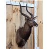 Image 2 : African Nyala Shoulder Mount Taxidermy