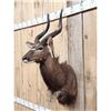 Image 3 : African Nyala Shoulder Mount Taxidermy