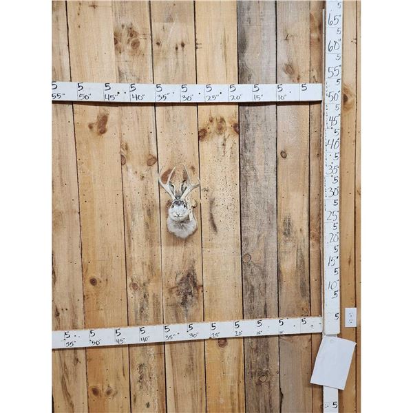 Jackalope Shoulder Mount Taxidermy