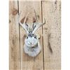 Image 2 : Jackalope Shoulder Mount Taxidermy