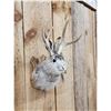Image 3 : Jackalope Shoulder Mount Taxidermy