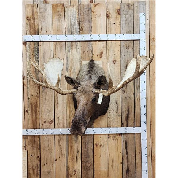 64" Wide Moose Shoulder Mount Taxidermy