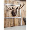 Image 2 : 64" Wide Moose Shoulder Mount Taxidermy