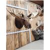 Image 3 : 64" Wide Moose Shoulder Mount Taxidermy