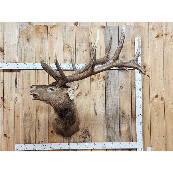 Big 6x7 Bugling Elk Shoulder Mount Taxidermy