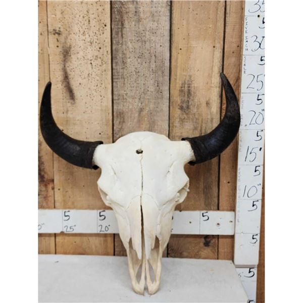 American Bison Buffalo Skull Taxidermy