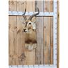 Image 1 : African Kob Shoulder Mount Taxidermy