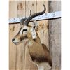 Image 3 : African Kob Shoulder Mount Taxidermy
