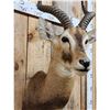 Image 5 : African Kob Shoulder Mount Taxidermy