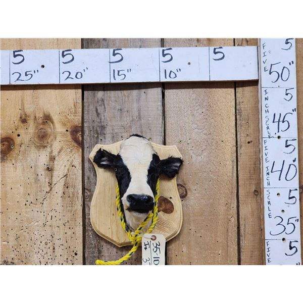 Holstein Calf Shoulder Mount Taxidermy
