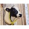 Image 2 : Holstein Calf Shoulder Mount Taxidermy