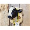 Image 3 : Holstein Calf Shoulder Mount Taxidermy