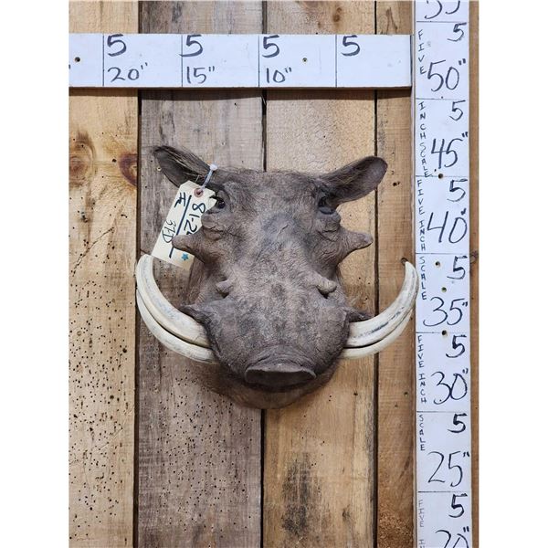 African Warthog Shoulder Mount Taxidermy
