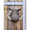 Image 1 : African Warthog Shoulder Mount Taxidermy