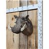 Image 2 : African Warthog Shoulder Mount Taxidermy