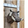Image 3 : African Warthog Shoulder Mount Taxidermy