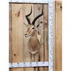 Image 1 : African Impala Shoulder Mount Taxidermy