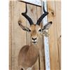Image 2 : African Impala Shoulder Mount Taxidermy