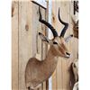 Image 4 : African Impala Shoulder Mount Taxidermy