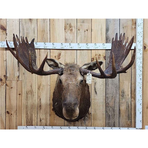 58" Wide Alaskan Moose Shoulder Mount Taxidermy