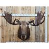 Image 1 : 58" Wide Alaskan Moose Shoulder Mount Taxidermy