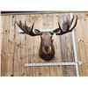 Image 3 : 58" Wide Alaskan Moose Shoulder Mount Taxidermy